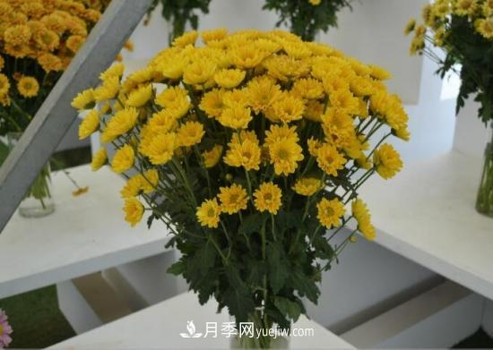 傳統(tǒng)的四大切花包括月季，菊花，康乃馨，劍蘭(圖3)