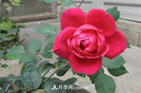 玫瑰花怎么養(yǎng)護？五步教你養(yǎng)好玫瑰花(圖3)