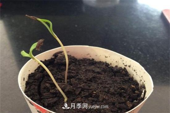 玫瑰花怎么種？玫瑰花種植方法和步驟(圖1)