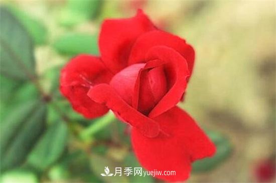 玫瑰花的冬季養(yǎng)護(圖3)