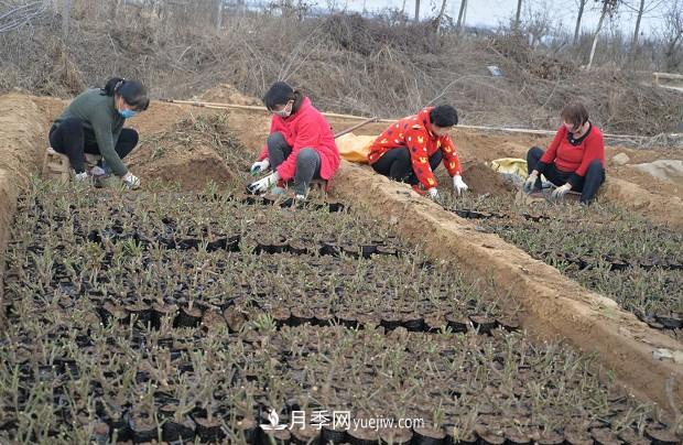 方城縣博望鎮(zhèn)月季園內(nèi)移栽忙(圖2)