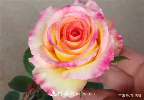 “***貴”的月季花，花朵大，顏色鮮艷，花香宜人(圖1)