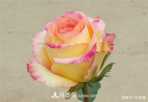 “***貴”的月季花，花朵大，顏色鮮艷，花香宜人(圖2)