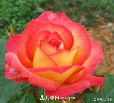 “***貴”的月季花，花朵大，顏色鮮艷，花香宜人(圖5)