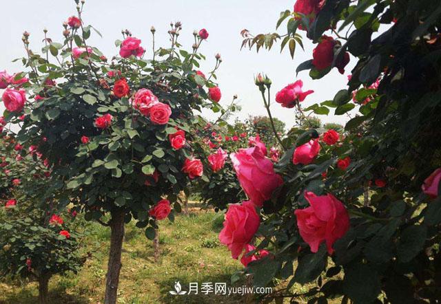 樹狀月季只長(zhǎng)枝條不開花，是什么原因？(圖1)