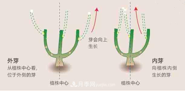 月季栽培養(yǎng)護(hù)指南，手把手教你冬季大花月季的修剪方法(圖2)