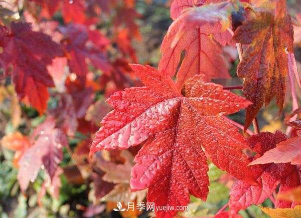 南陽苗木，美國紅楓管理知識介紹(圖2)