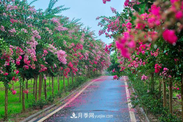 紫薇樹(shù)上常見(jiàn)的白粉病，應(yīng)該怎么防治？(圖1)