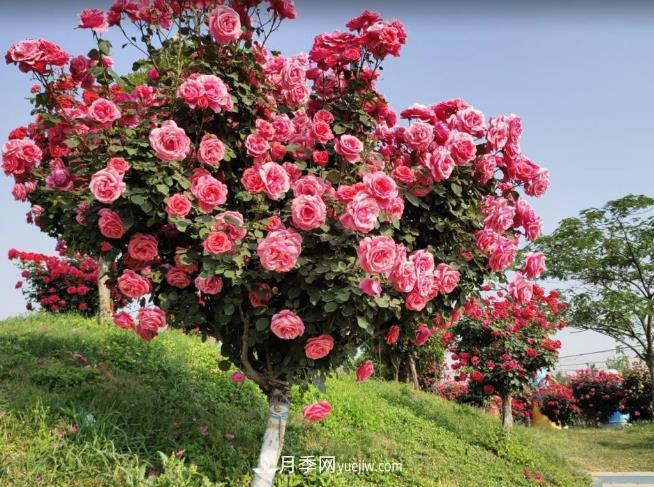 種了棵月季樹，花開幾十朵，個(gè)個(gè)比碗大，鄰居天天惦記(圖2)