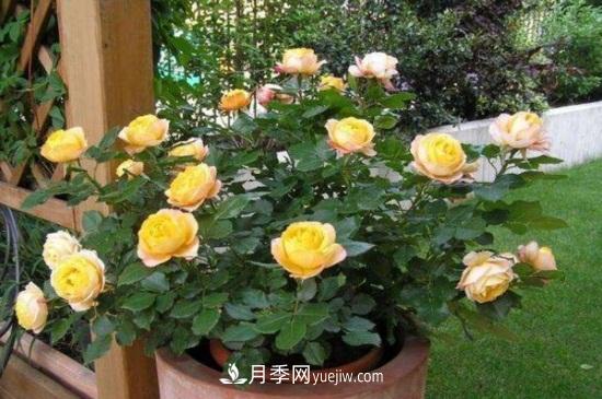 月季花長蚜蟲怎么辦？5個治療方法輕松解決(圖1)