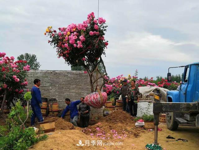 南陽(yáng)方城博望鎮(zhèn)：萬(wàn)畝月季喜“出嫁” 漂洋過(guò)海出國(guó)門(mén)(圖1)