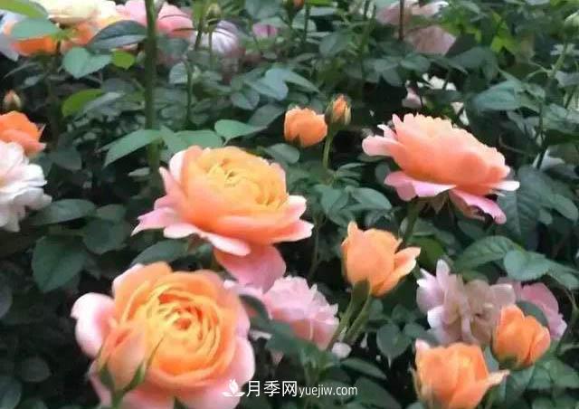 讓月季“秋花”多？學(xué)會正確“追肥”的方法，事半功倍(圖2)