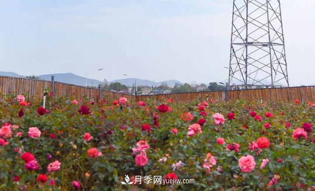 初冬賞花何處去？南京江寧這個近400畝的月季花海，趕緊安排！(圖2)