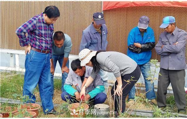 上海崇明舉辦月季繁殖栽培及冬季養(yǎng)護(hù)技術(shù)培訓(xùn)(圖2)