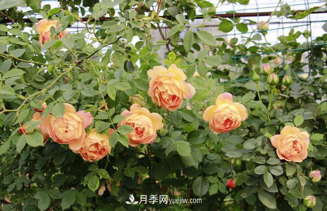 信陽百花園的香水月季花廊真美(圖2)