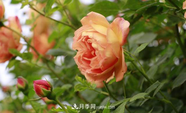 信陽百花園的香水月季花廊真美(圖1)