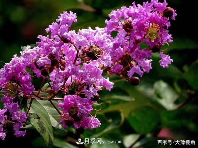 河南省各市市花，洛陽(yáng)牡丹***出名，月季***受歡迎(圖4)