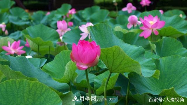 河南省各市市花，洛陽(yáng)牡丹***出名，月季***受歡迎(圖5)