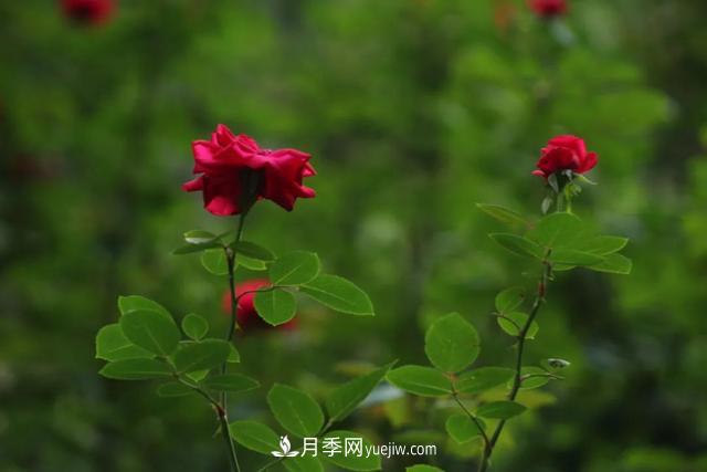 月季正紅：唯有此花開不厭，一年長占四時春(圖2)