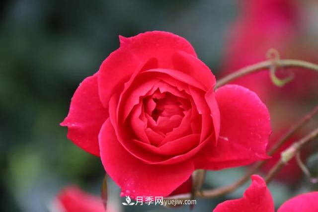 月季正紅：唯有此花開不厭，一年長占四時春(圖3)