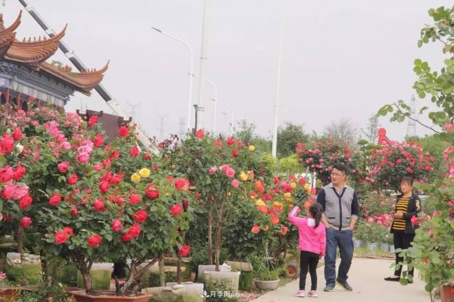 南陽月季批發(fā)：唯有此花開不厭，一年長占四時(shí)春(圖7)