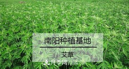 南陽艾草的種植方法，艾草的種植技巧(圖1)