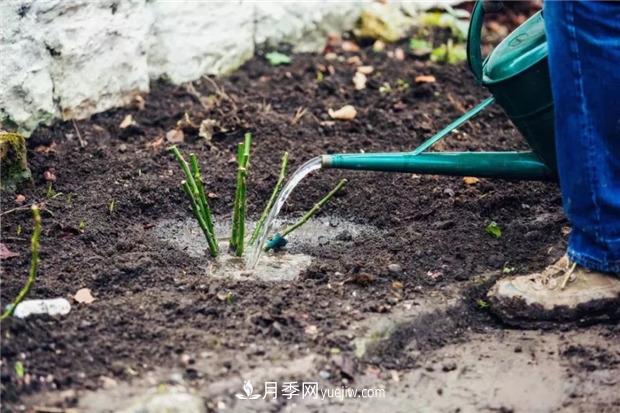 秋冬季節(jié)買的裸根月季苗，選購、上盆和恢復(fù)指南，南北地區(qū)差別大(圖3)