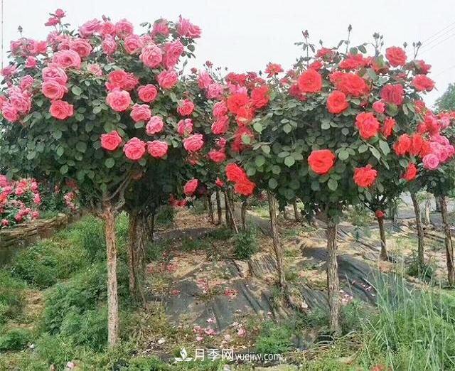 4個潮流綠化樹，樹狀月季超高性價比，打造盛夏花園(圖1)