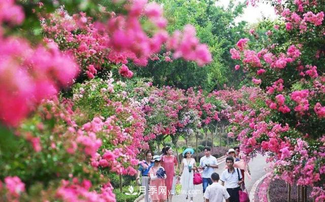 4個潮流綠化樹，樹狀月季超高性價比，打造盛夏花園(圖2)