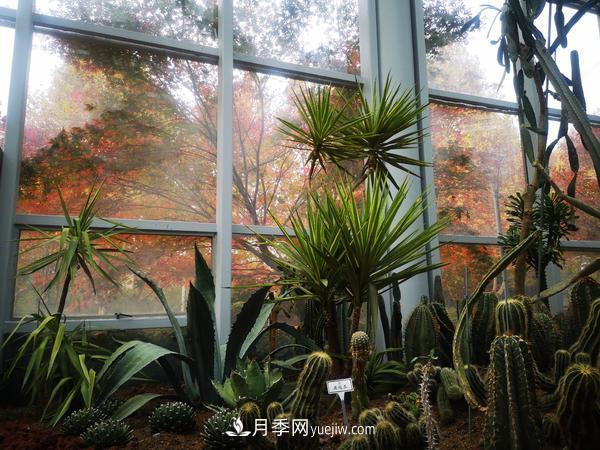 12種稀奇植物首次落戶鄭州植物園，免費對外展覽(圖1)