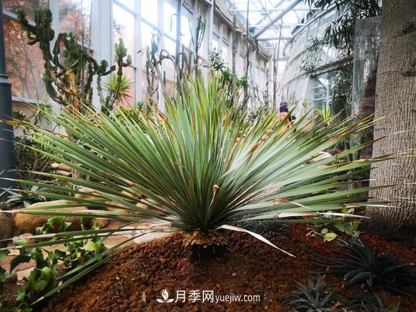 12種稀奇植物首次落戶鄭州植物園，免費對外展覽(圖2)