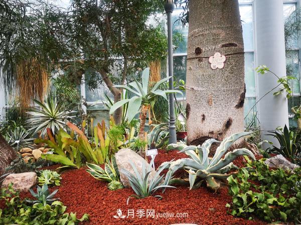 12種稀奇植物首次落戶鄭州植物園，免費對外展覽(圖3)