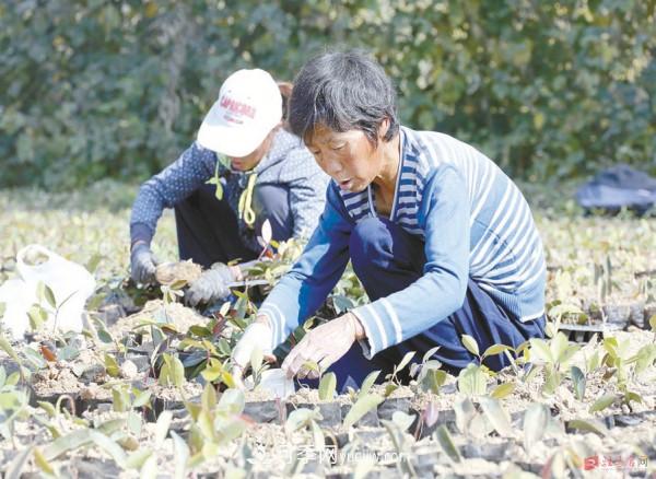 駐馬店驛城：種植石楠苗木 綠色生態(tài)發(fā)展(圖1)