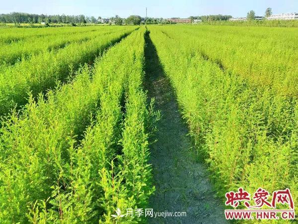 信陽(yáng)淮濱：建成全國(guó)***大的落羽杉苗木繁育基地(圖2)