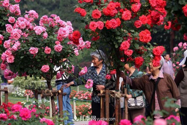 家庭園藝選擇樹狀月季，花期長生命力強種植簡單(圖2)