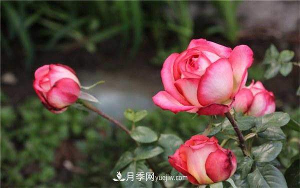 月季花的特點(diǎn)是什么？怎么養(yǎng)月季花？(圖1)