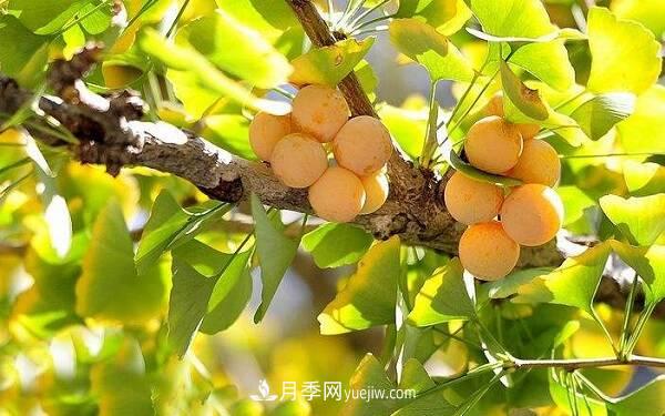 北方庭院十大吉祥之樹(shù)，種什么樹(shù)寓意好？(圖1)