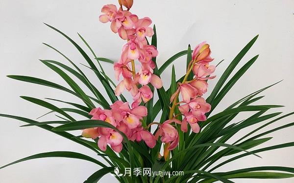 蘭花栽培方法是什么？怎么樣才能養(yǎng)好蘭花？(圖1)