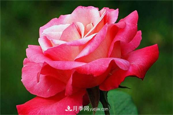 月季花的養(yǎng)殖方法，如何達(dá)到爆盆？(圖1)