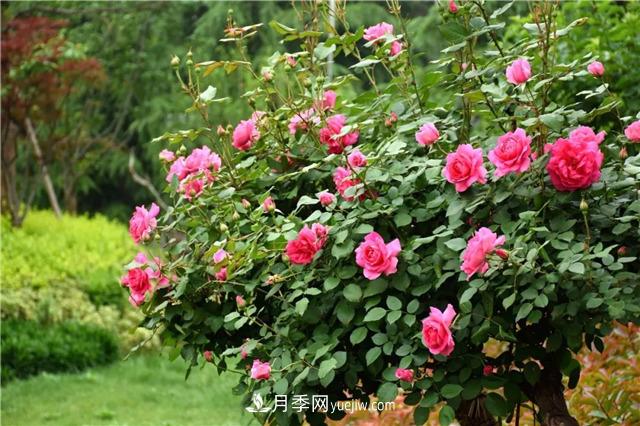 月季花的樣子和樹狀月季特點(diǎn)是什么？(圖2)