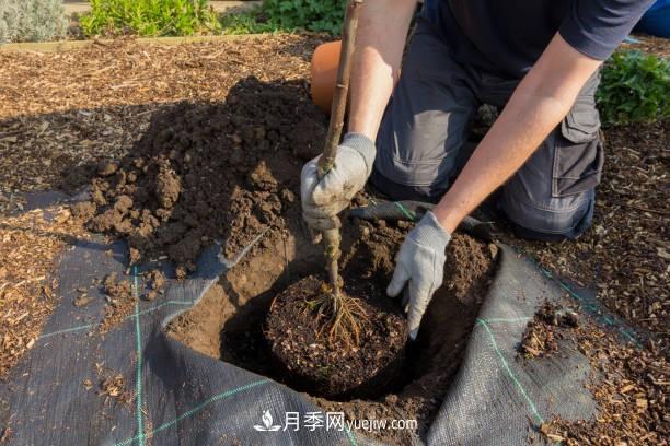 警惕！苗木交易中的常見騙術(shù)(圖1)