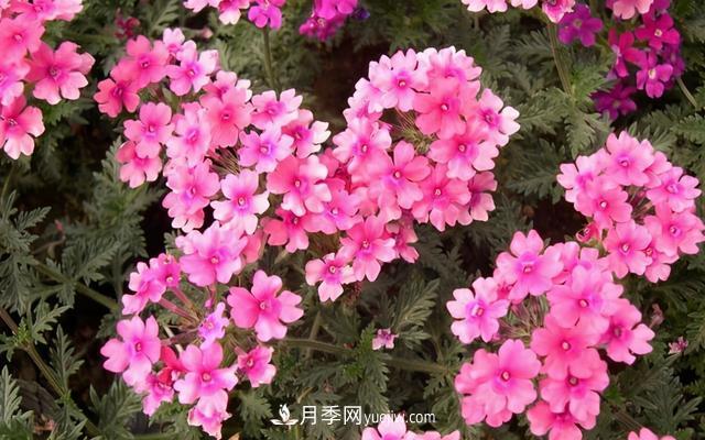 為啥這些花能脫穎而出，成為國慶花壇里的主流(圖6)