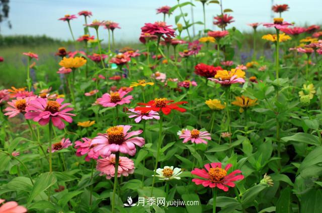 為啥這些花能脫穎而出，成為國慶花壇里的主流(圖7)