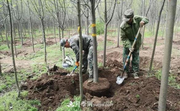 20條可以指導(dǎo)苗木花卉移植的諺語(圖1)