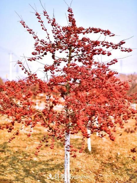 為什么這11種彩葉開花喬木在園林綠化市場中反響不錯(圖2)