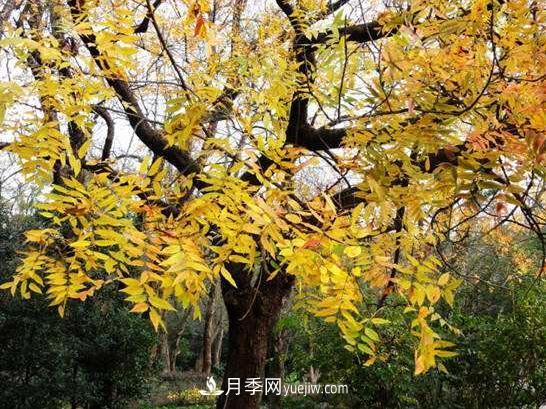 為什么這11種彩葉開花喬木在園林綠化市場中反響不錯(圖6)