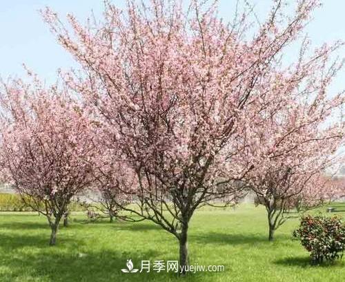 為什么這11種彩葉開花喬木在園林綠化市場中反響不錯(圖9)