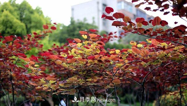 為什么這11種彩葉開花喬木在園林綠化市場中反響不錯(圖12)