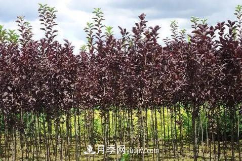 為什么這11種彩葉開花喬木在園林綠化市場中反響不錯(圖10)