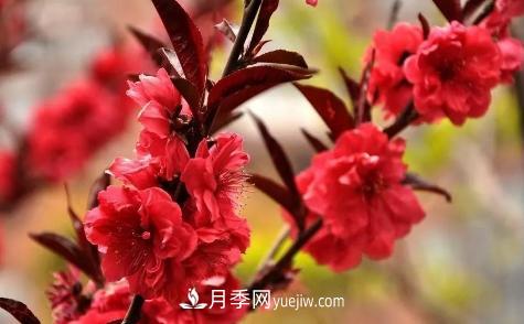 為什么這11種彩葉開花喬木在園林綠化市場中反響不錯(圖11)